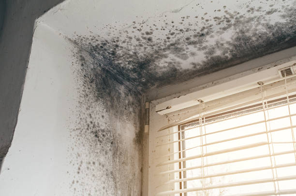 Affordable Black Mold Remediation solutions in Mantua, VA